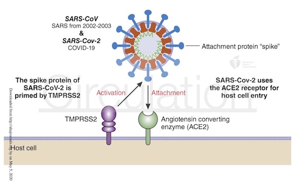 新型コロナウイルス,ACE2,TMPRSS2