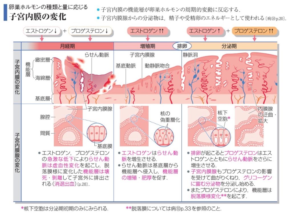 子宮内膜機能層基底層（相模原タナココ漢方薬局鍼灸接骨院）