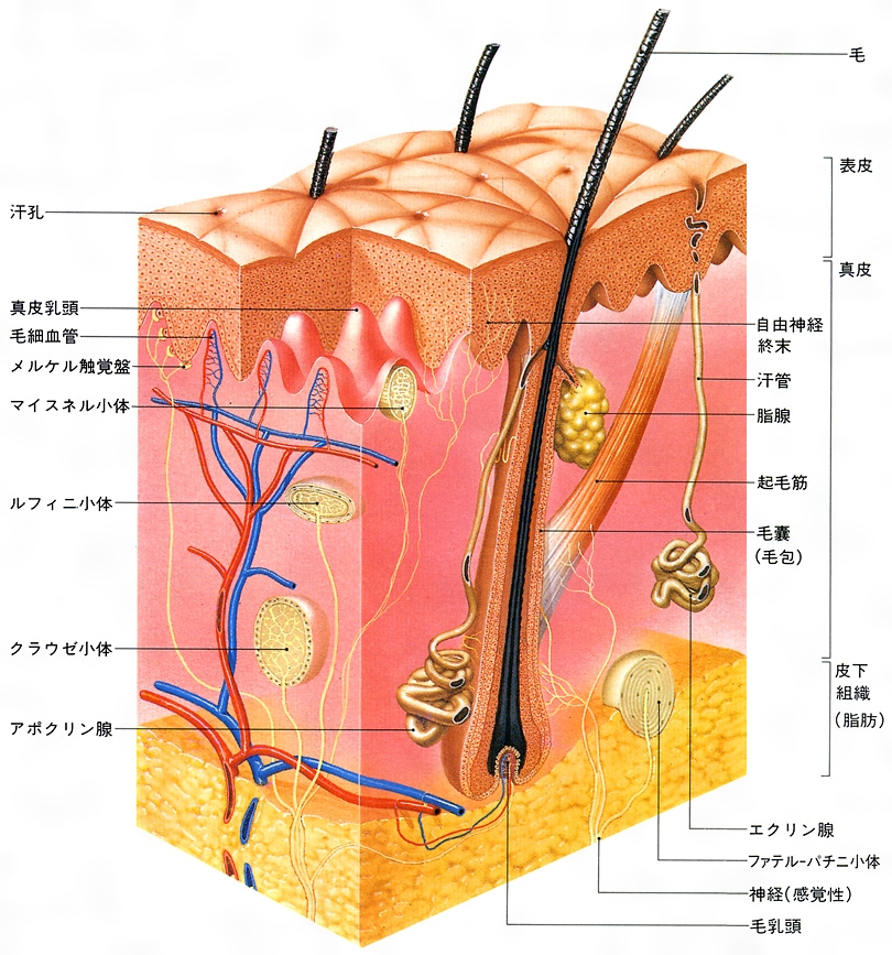 多汗症と漢方 相模原タナココ漢方薬局 鍼灸接骨院