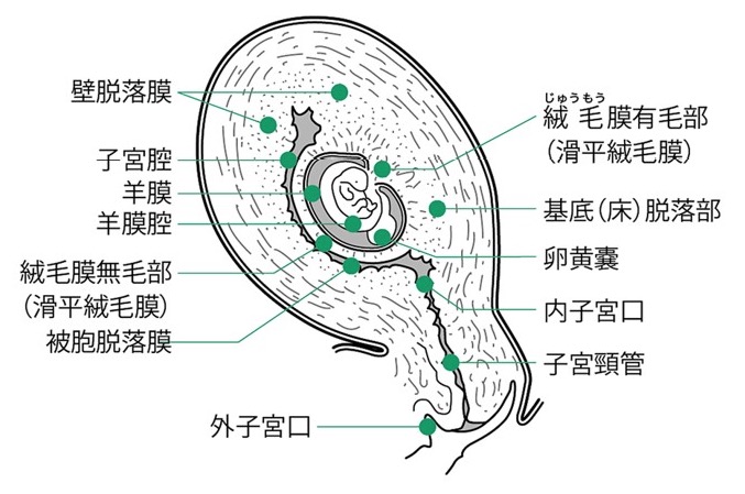 羊膜腔