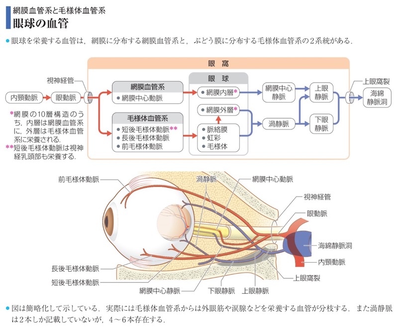 外層