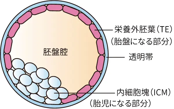 胚盤胞（TE,ICM）＜相模原 漢方 鍼灸 接骨 タナココ＞