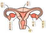 子宮内膜の厚さと妊娠率 ＜相模原 漢方 鍼灸 接骨 タナココ＞