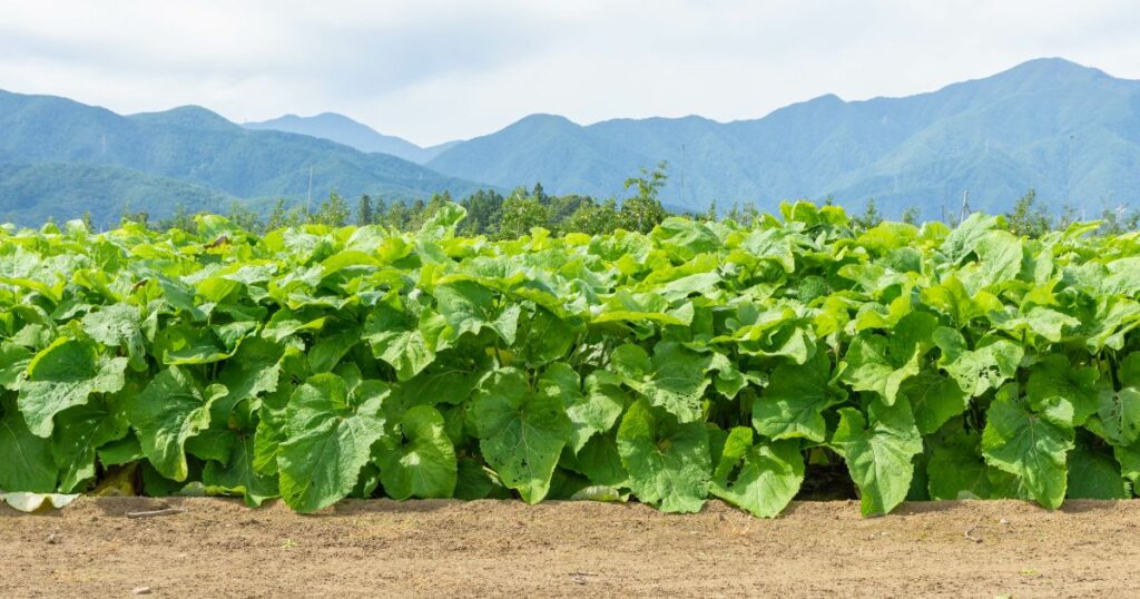 ゴボウ、薬膳＜漢方,鍼灸,接骨,妊活,不妊,男性不妊,不育,メンタル不調,うつ,不眠,不安,腎不全,腎機能低下,アトピー,肌トラブル＞