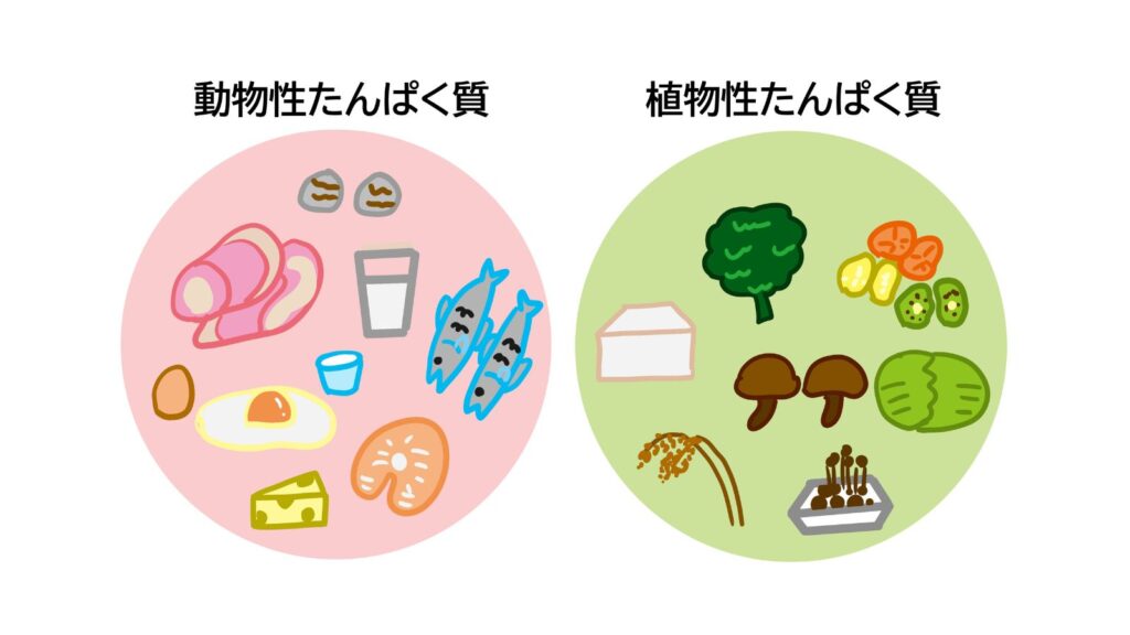 どちらがいい？植物性タンパク、動物性タンパク＜漢方,鍼灸,接骨,妊活,不妊,男性不妊,不育,メンタル不調,うつ,不眠,不安,腎不全,腎機能低下,アトピー,肌トラブル＞