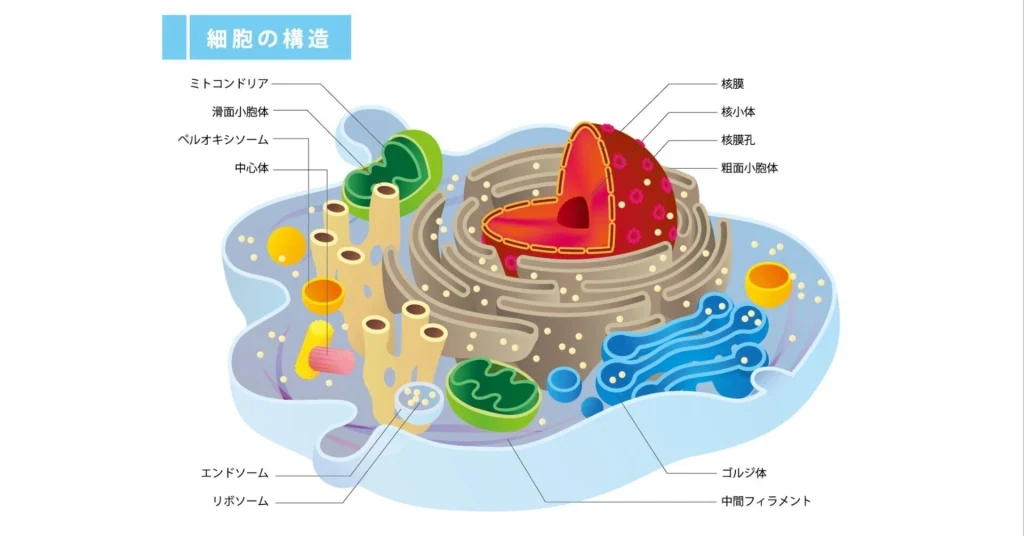 ミトコンドリア＜漢方,鍼灸,接骨,妊活,不妊,男性不妊,不育,メンタル不調,うつ,不眠,不安,腎不全,腎機能低下,アトピー,肌トラブル＞