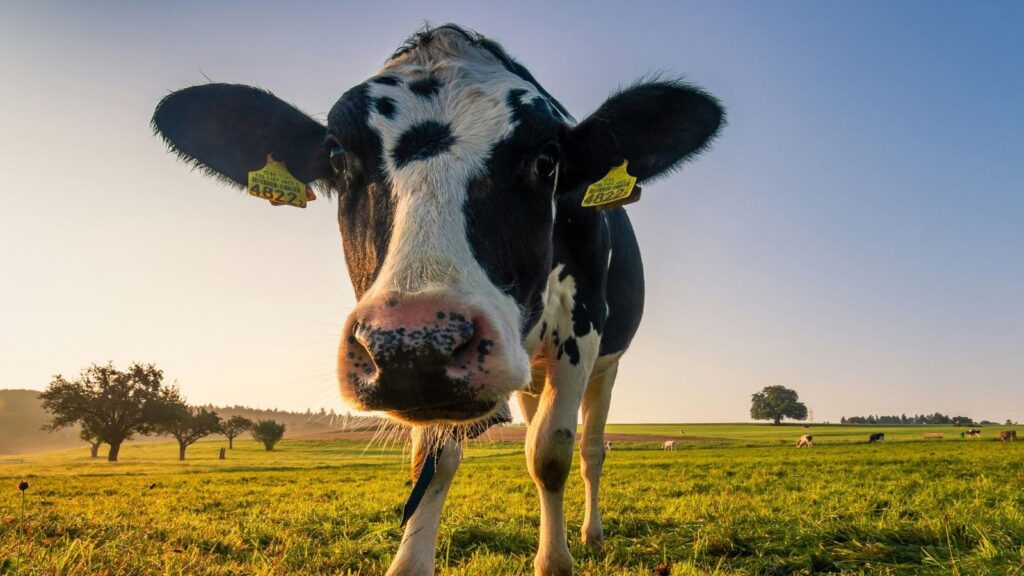 牛乳、初乳、インフルエンザ予防＜漢方,鍼灸,接骨,妊活,不妊,男性不妊,不育,メンタル不調,うつ,不眠,不安,腎不全,腎機能低下,アトピー,肌トラブル＞