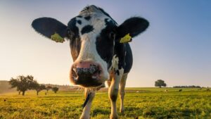 牛乳、初乳、インフルエンザ予防<漢方,鍼灸,接骨,妊活,不妊,男性不妊,不育,メンタル不調,うつ,不眠,不安,腎不全,腎機能低下,アトピー,肌トラブル>